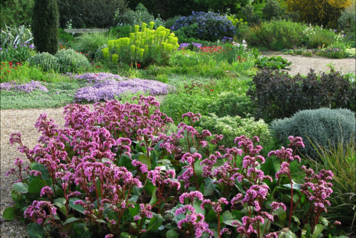 Indispensable Elephant’s ears, bergenia