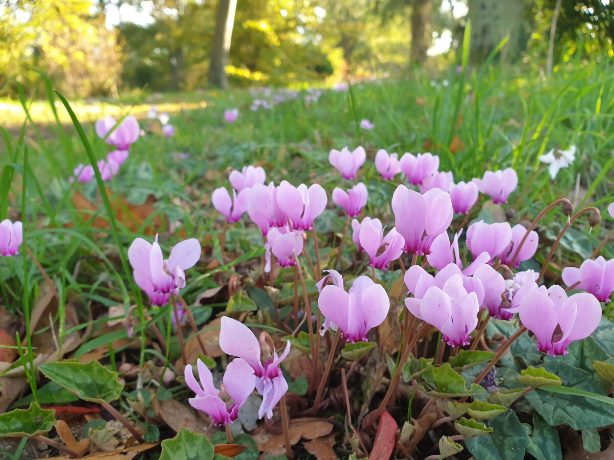 Easy-to-grow autumn bulbs and corms for naturalised drifts of colour