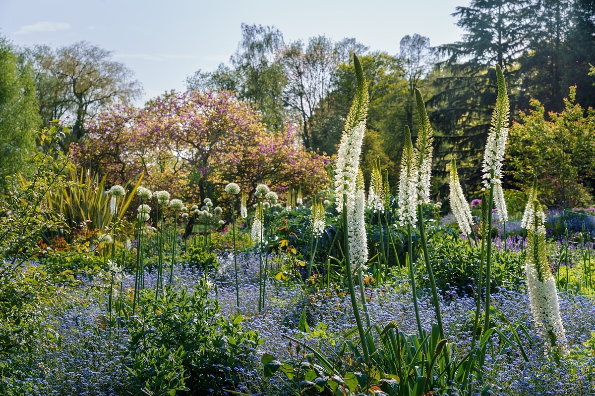 Eremurus: The Garden’s most Sumptuous Spires