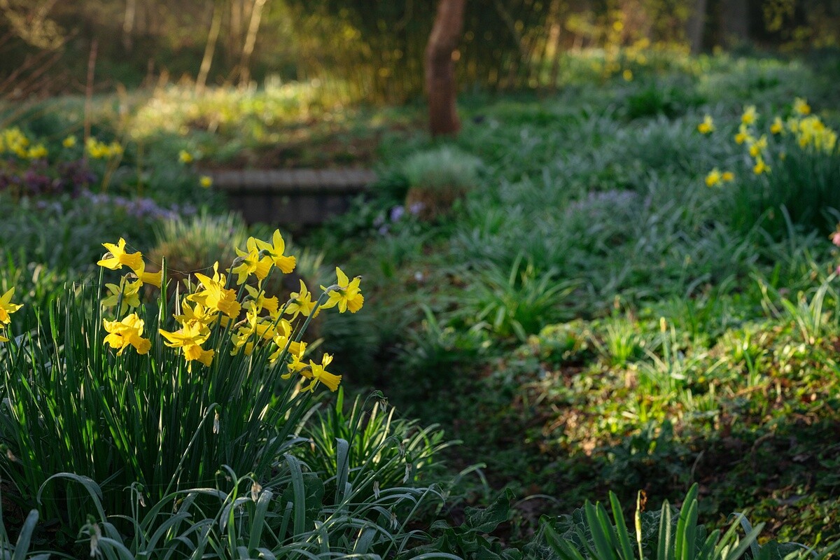 Springtime shade plants 