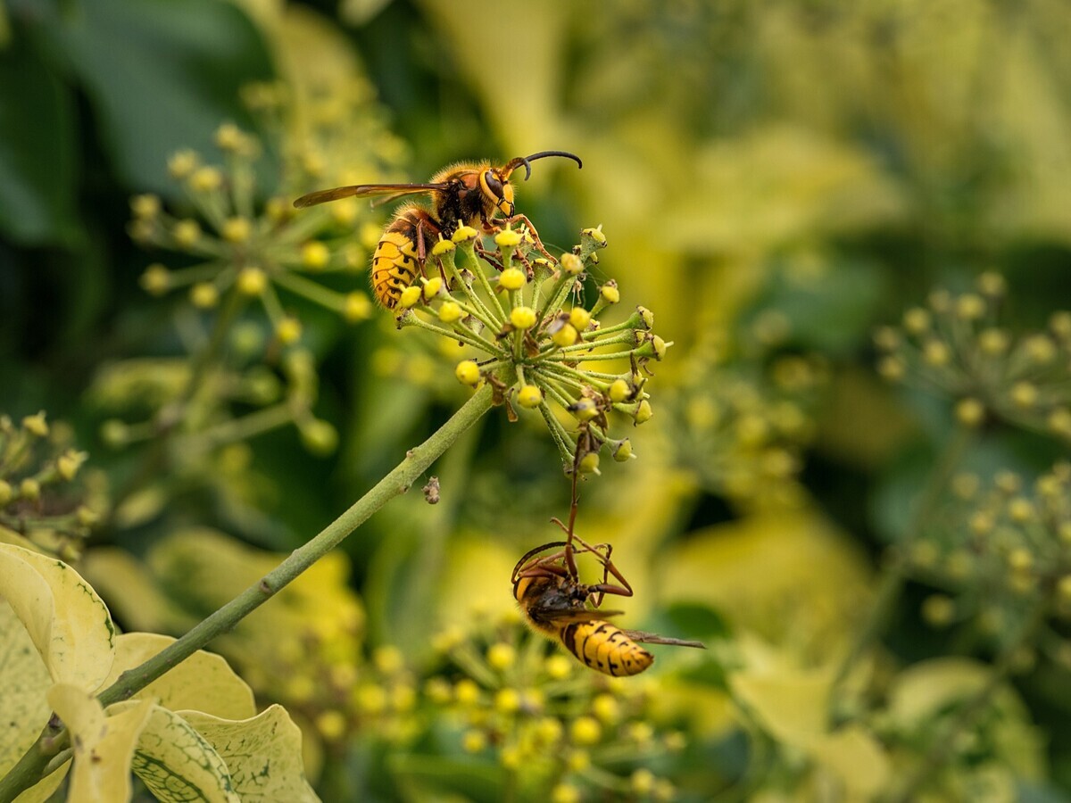 Wild Words from the Ground - October
