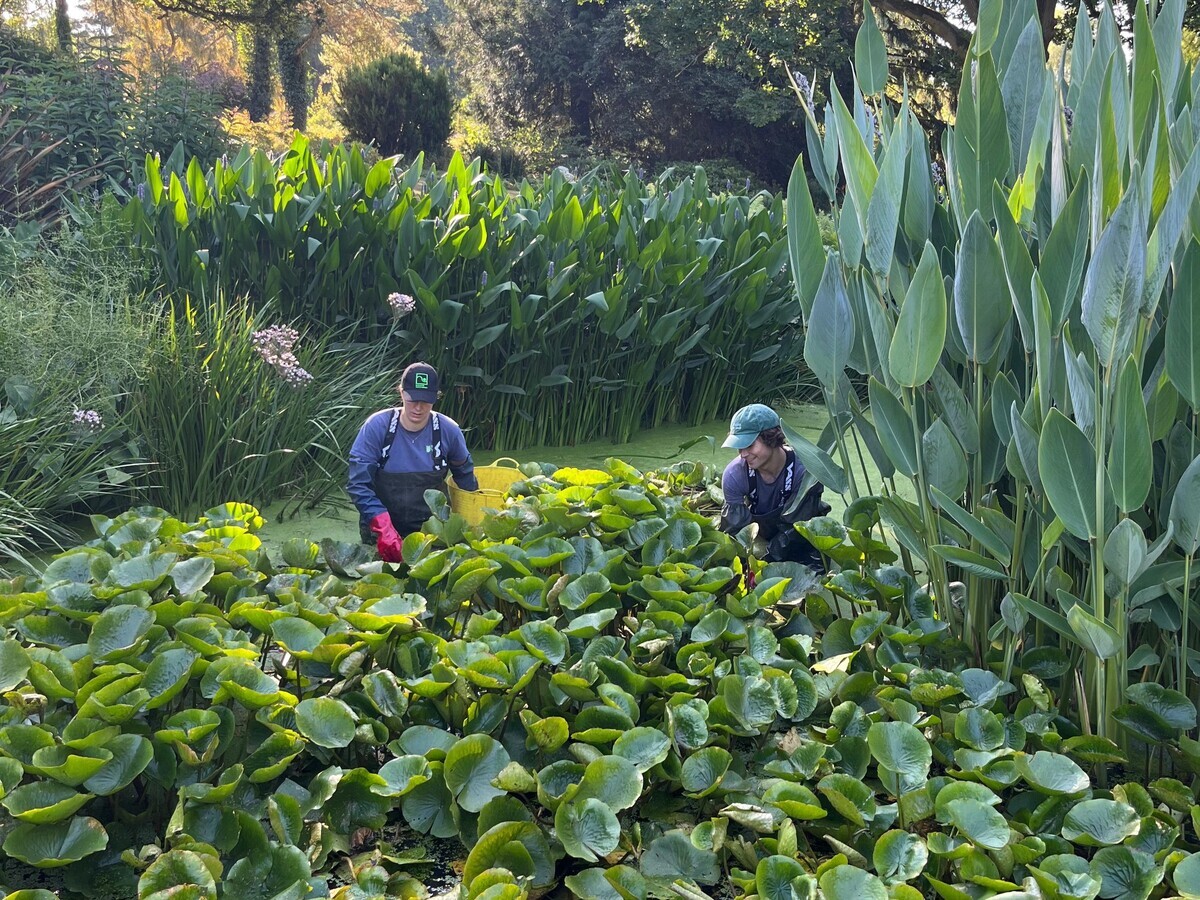 Weekly catch up with garden and propagation