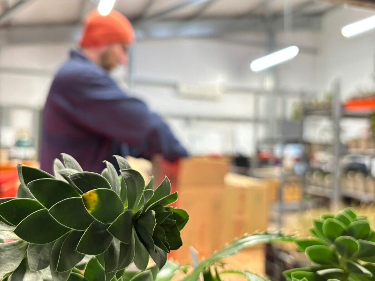 Weekly catch up with garden & propagation