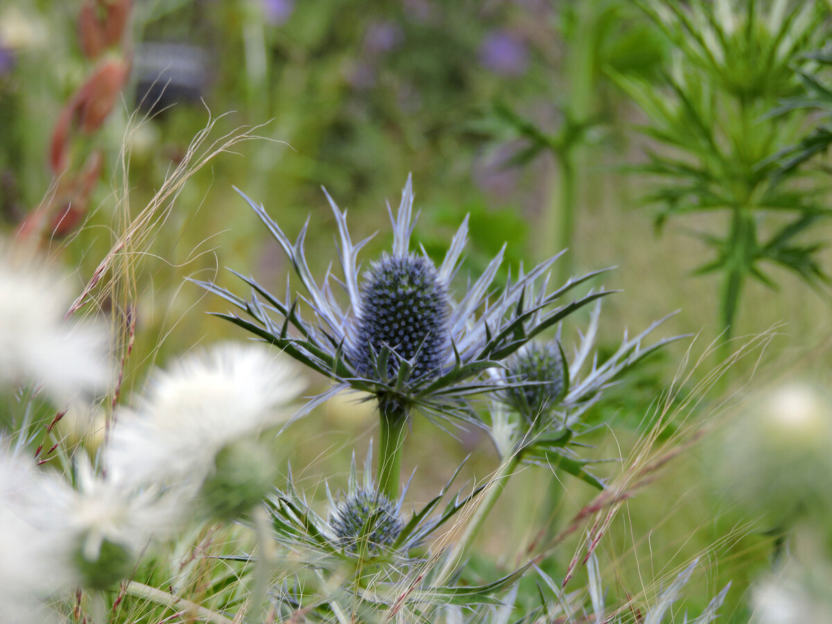 Plant profile - eryngium