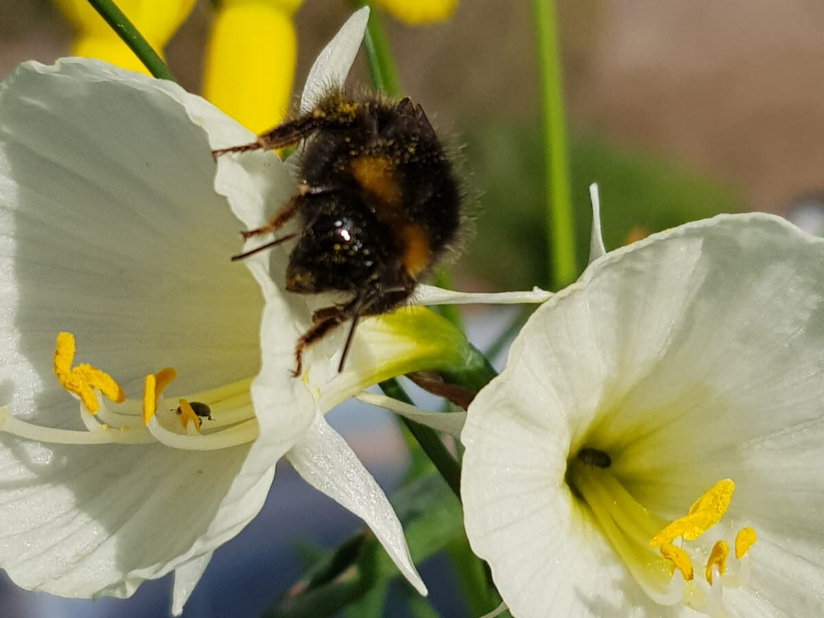 Weekly catch up with garden & propagation