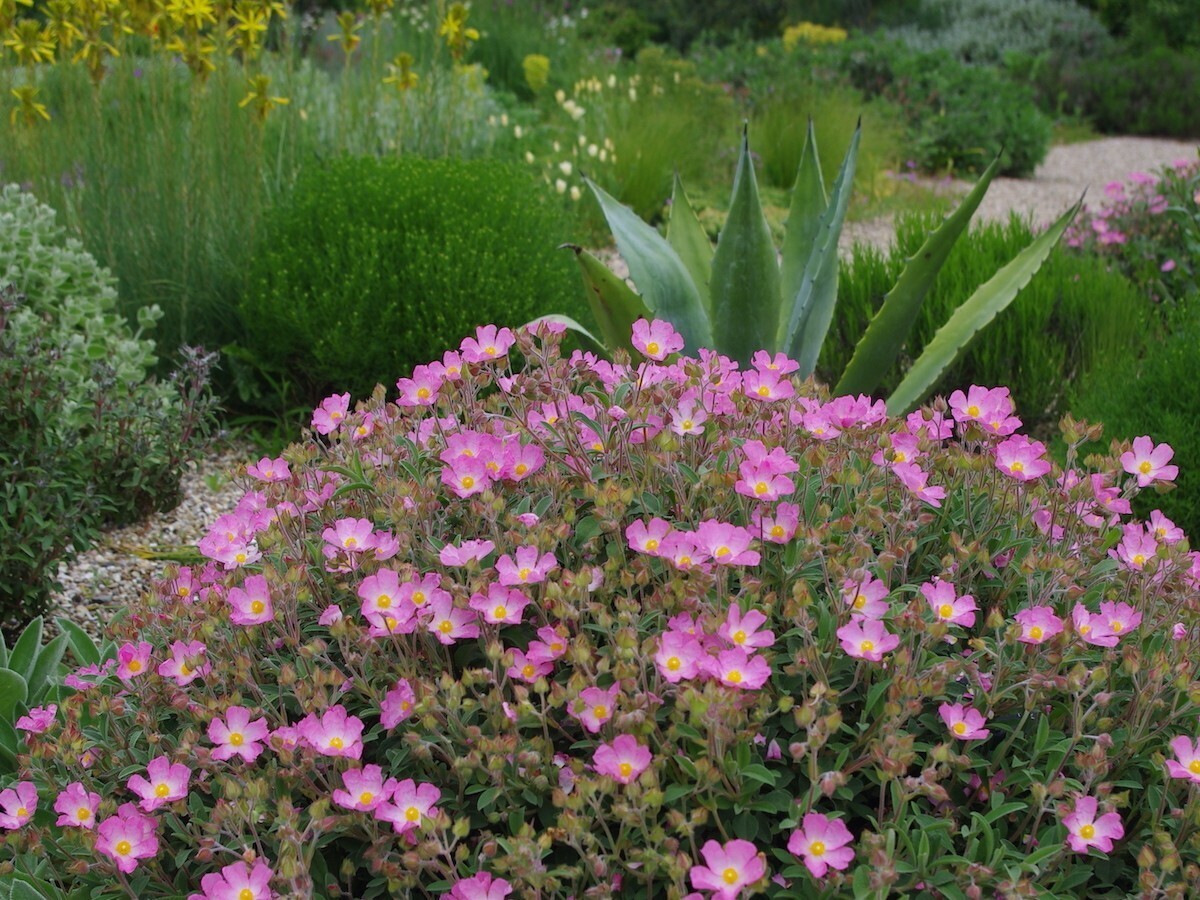 Plant profile - cistus