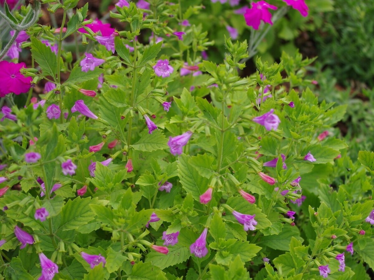 Plant profile - calamintha