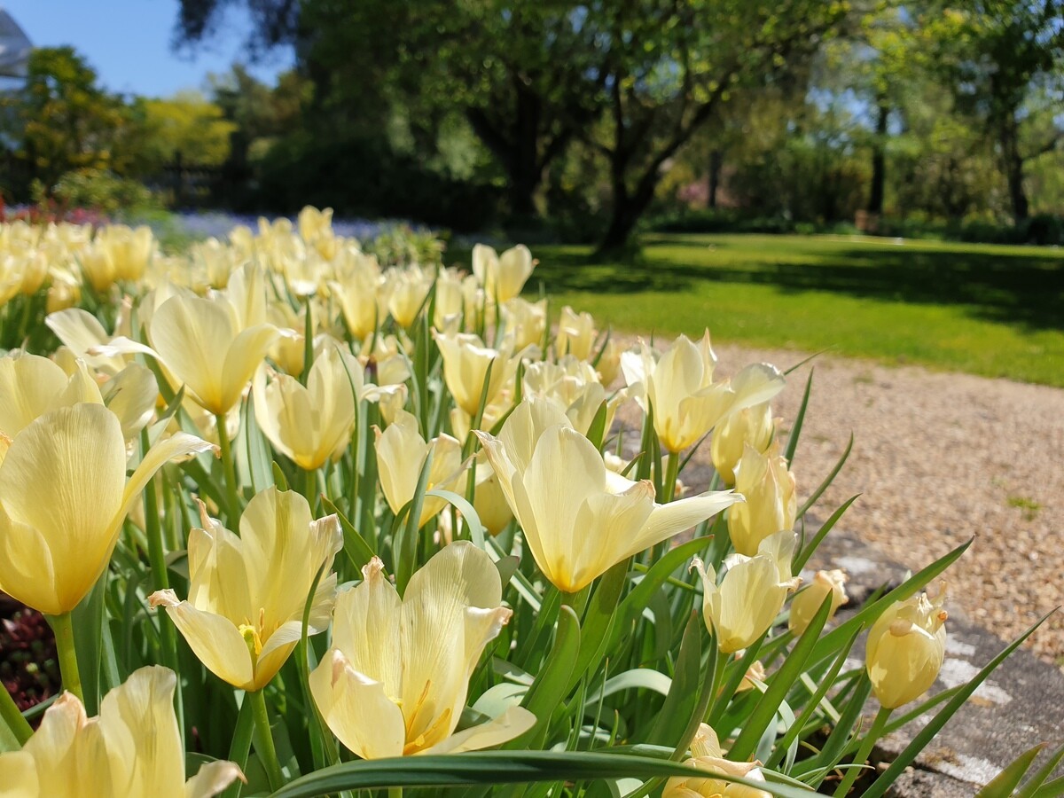 Potted dwarf bulbs and why we prefer to plant bulbs in the Spring