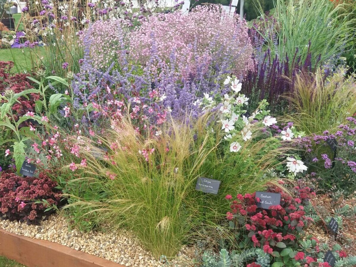 Plants from the RHS Wisley Flower Show