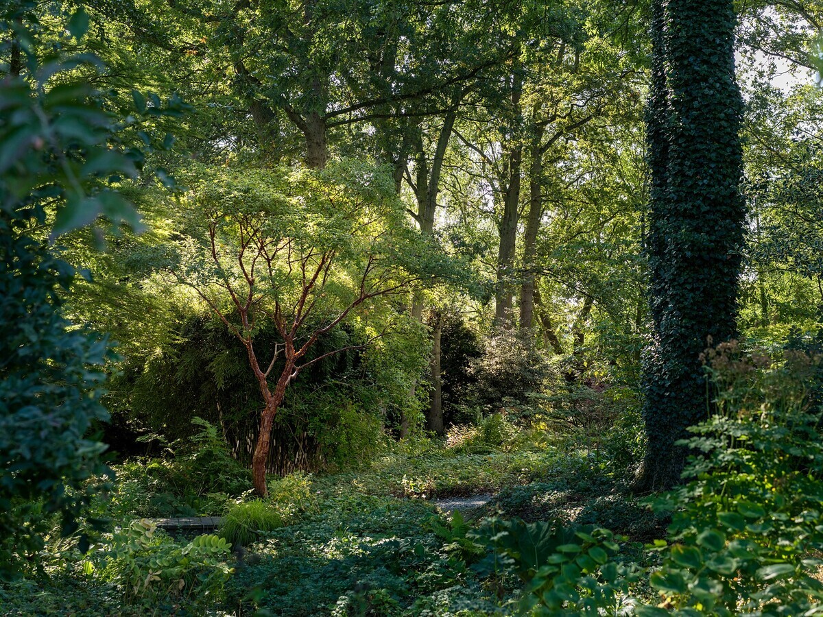 Plants that have stood up to the summer - Woodland