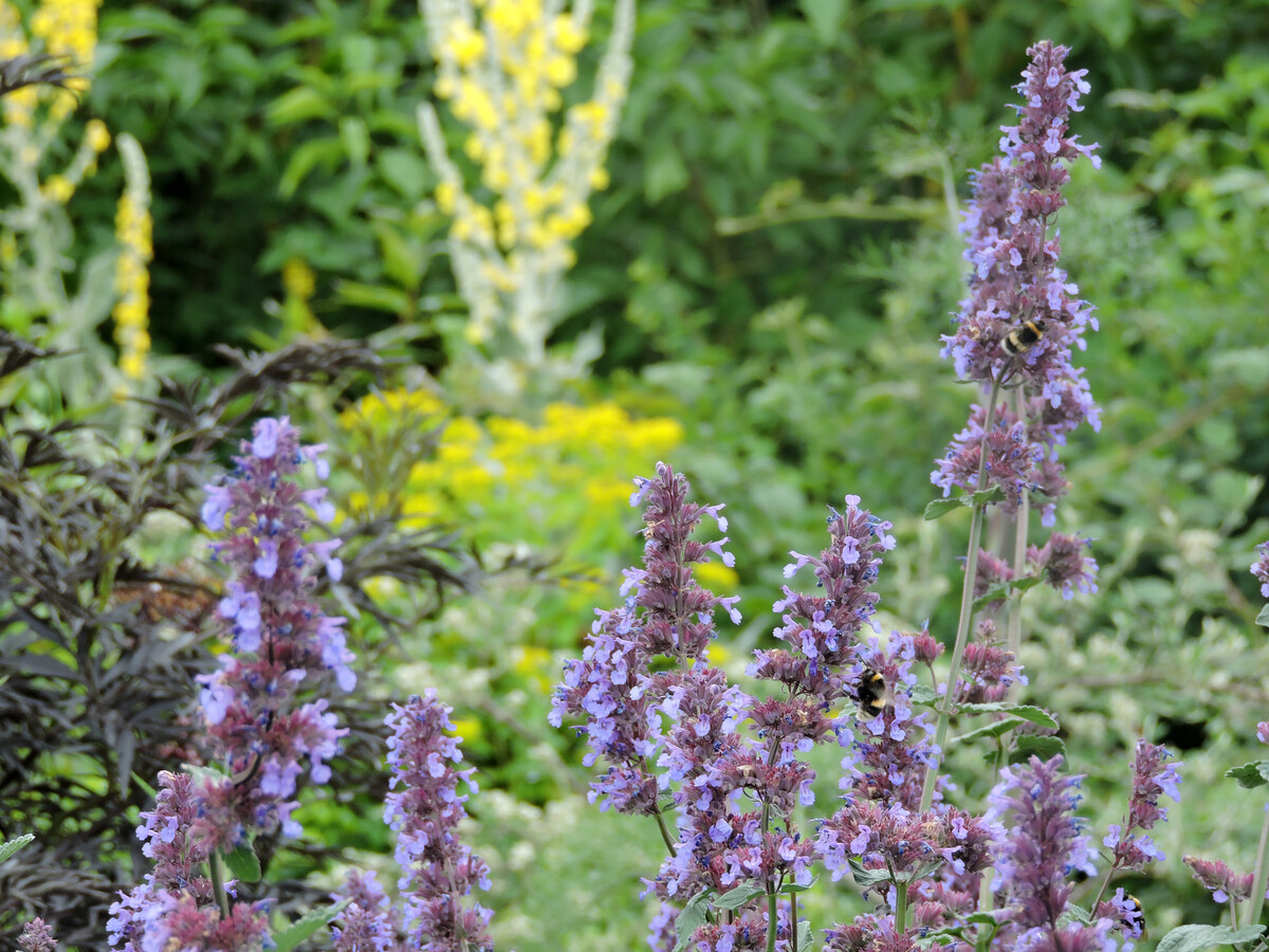 Nepeta (Catmint)- how to grow and care for