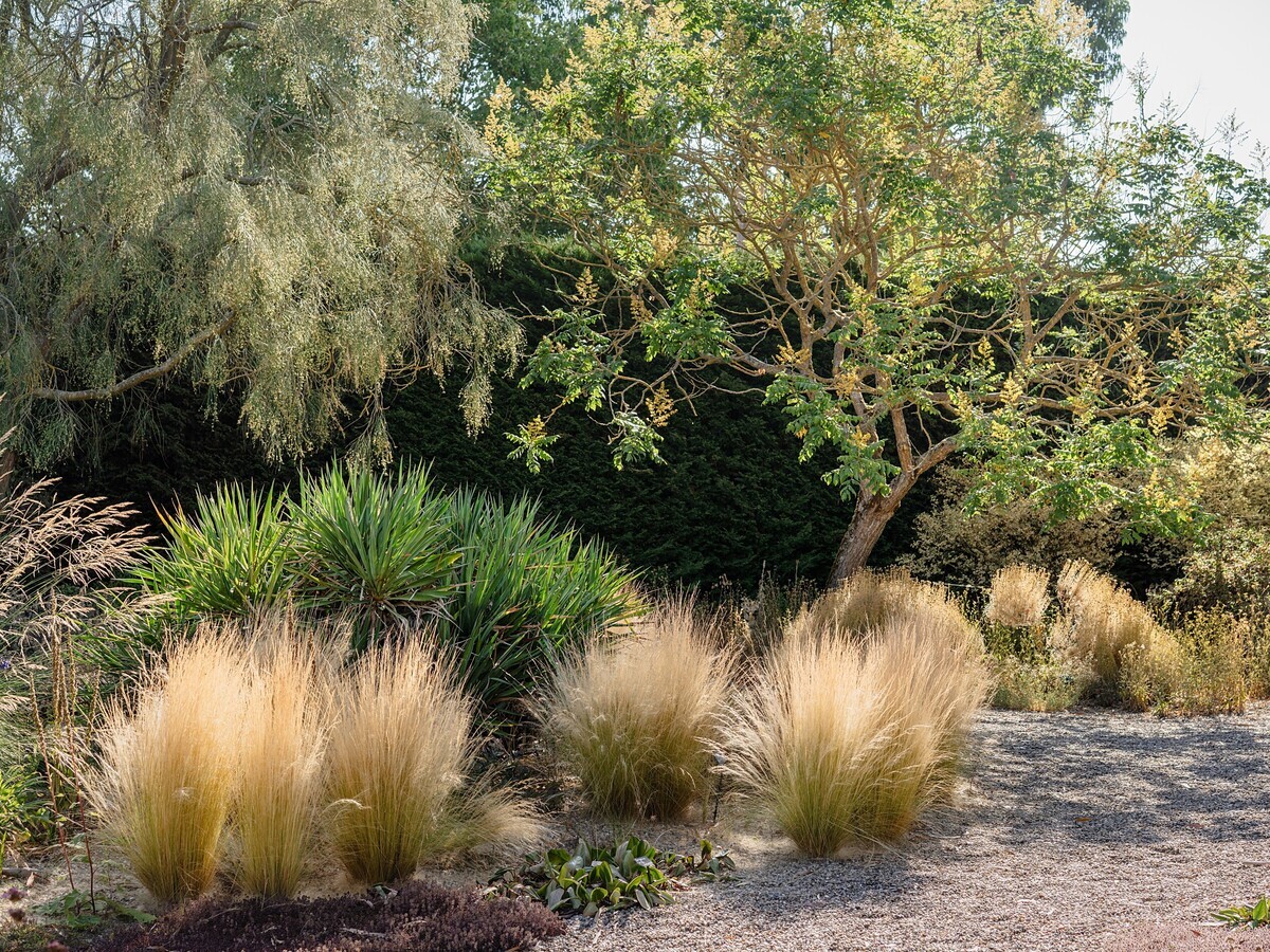 How summer heat has affected the plants