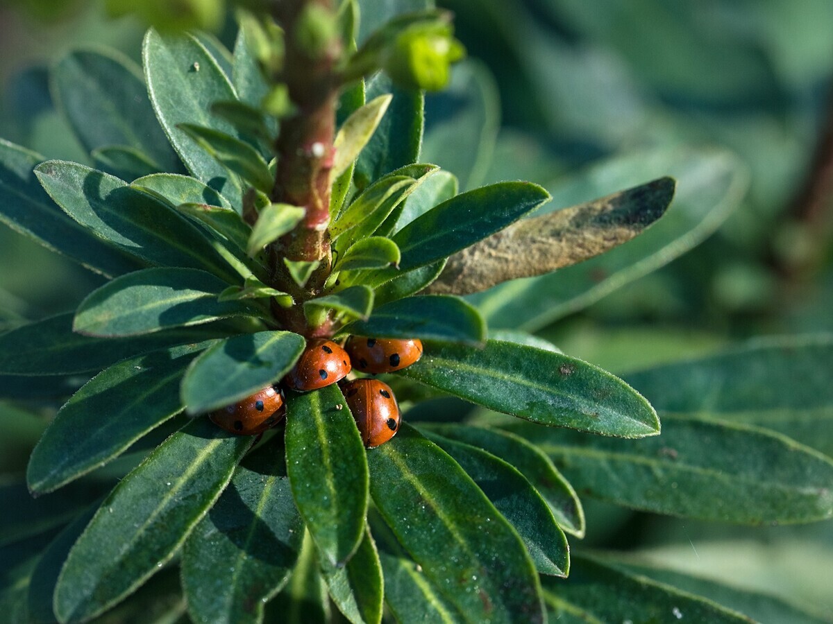 Wild Words from the Ground - March