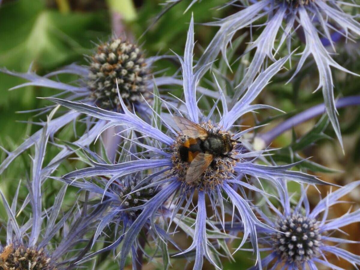 Ten top plants to bring wildlife into your garden