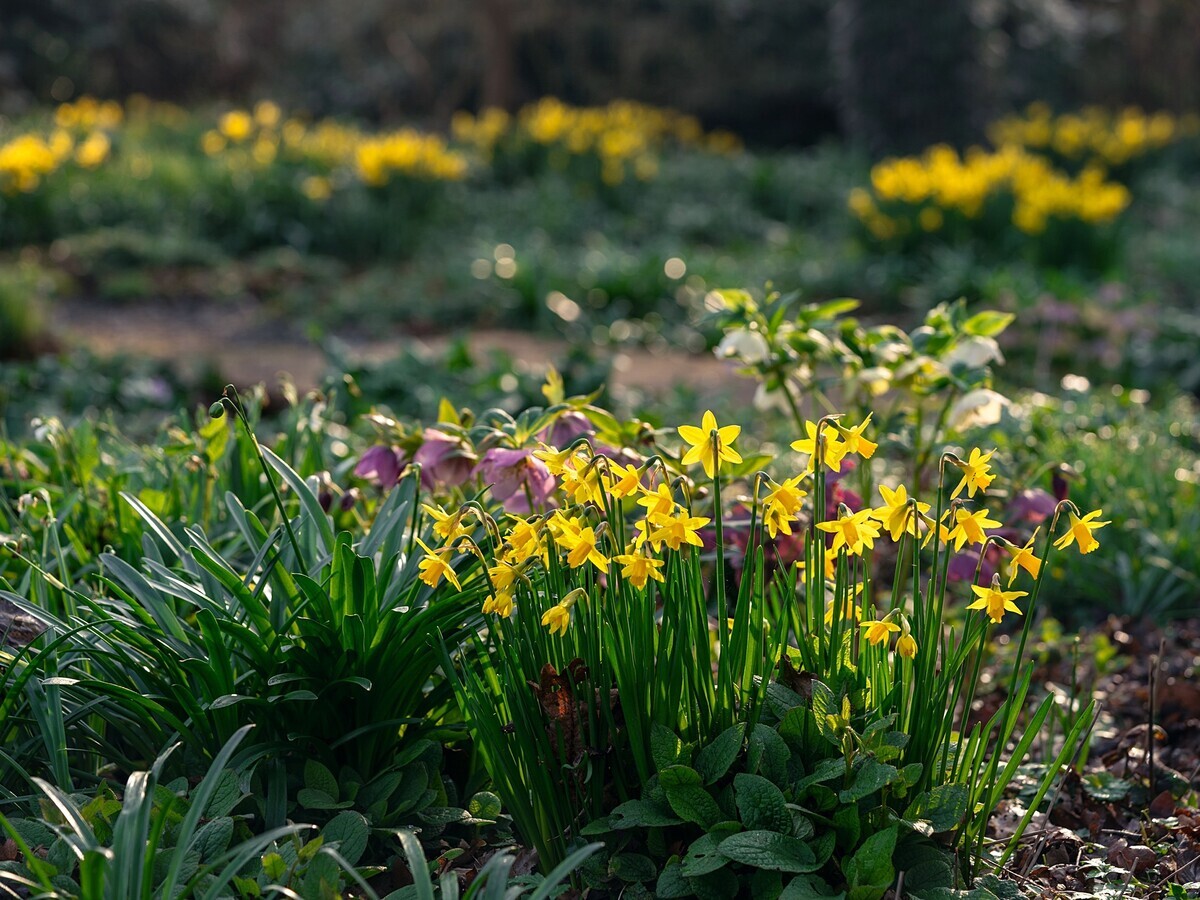 The Gaze of Narcissus