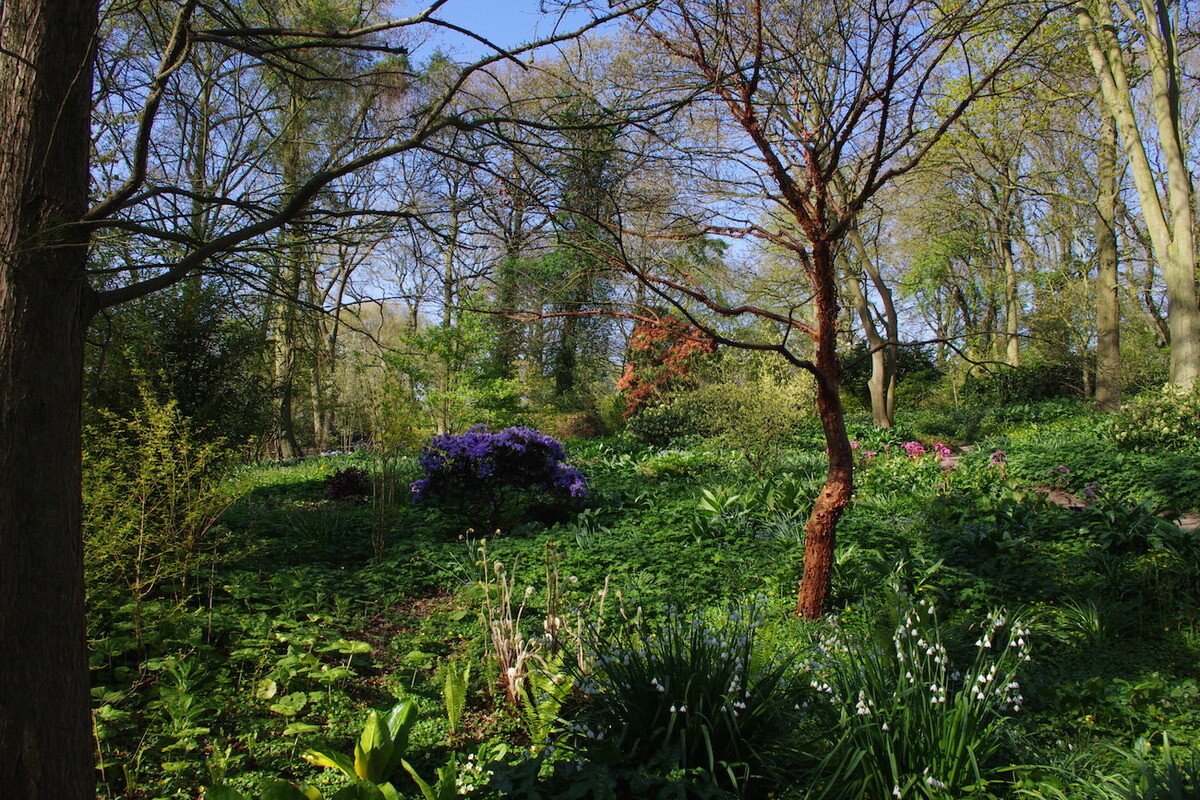 Springtime shade plants in the woodland