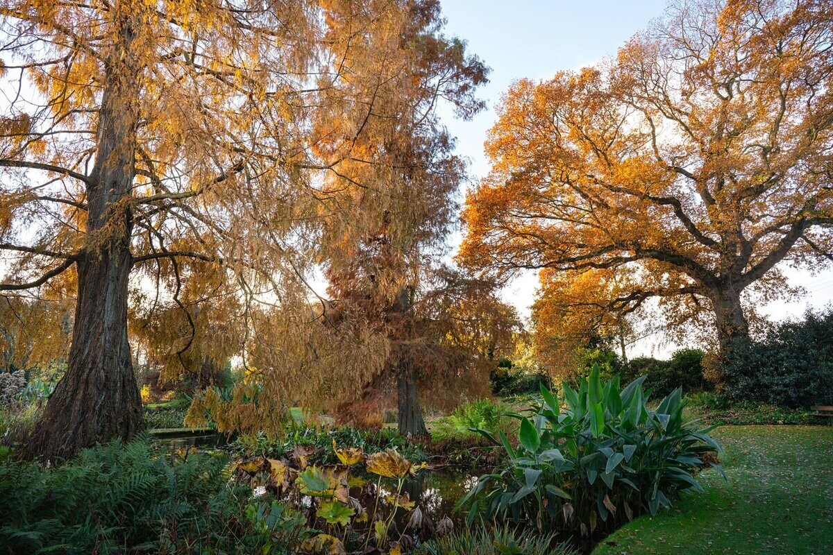 Weekly catch up with garden & propagation