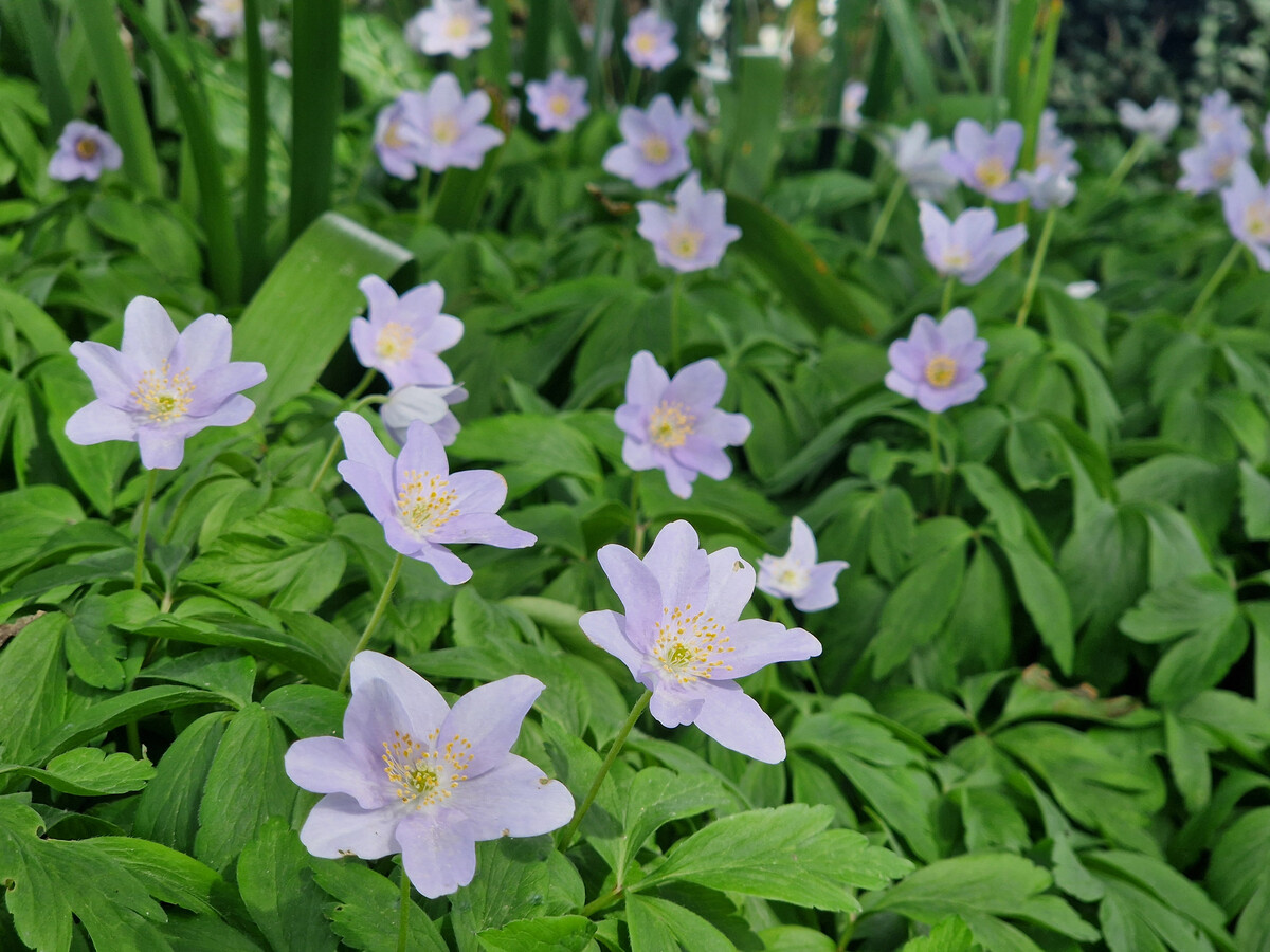 Plant profile - Dwarf anemone