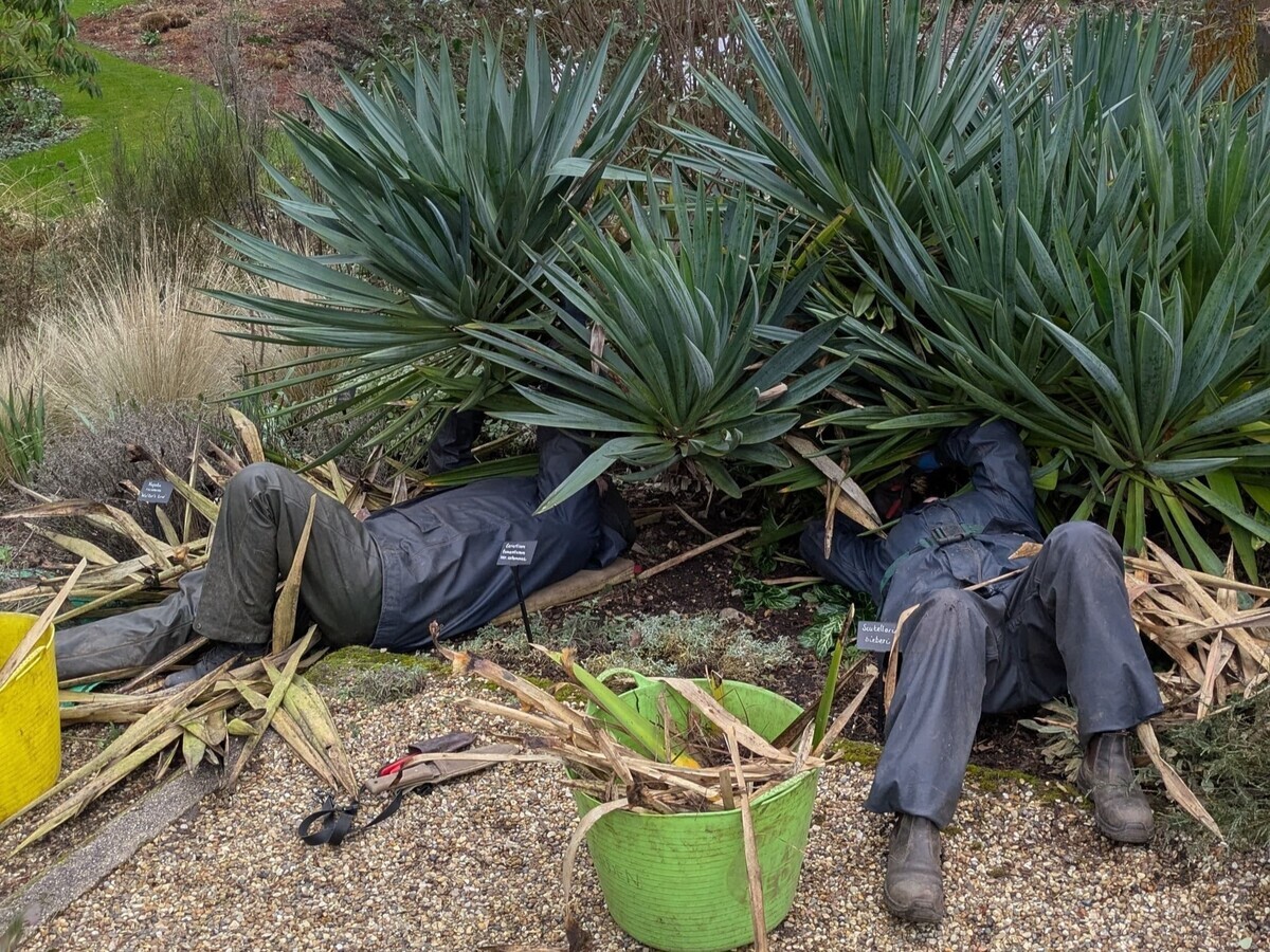 Weekly catch up with garden & propagation