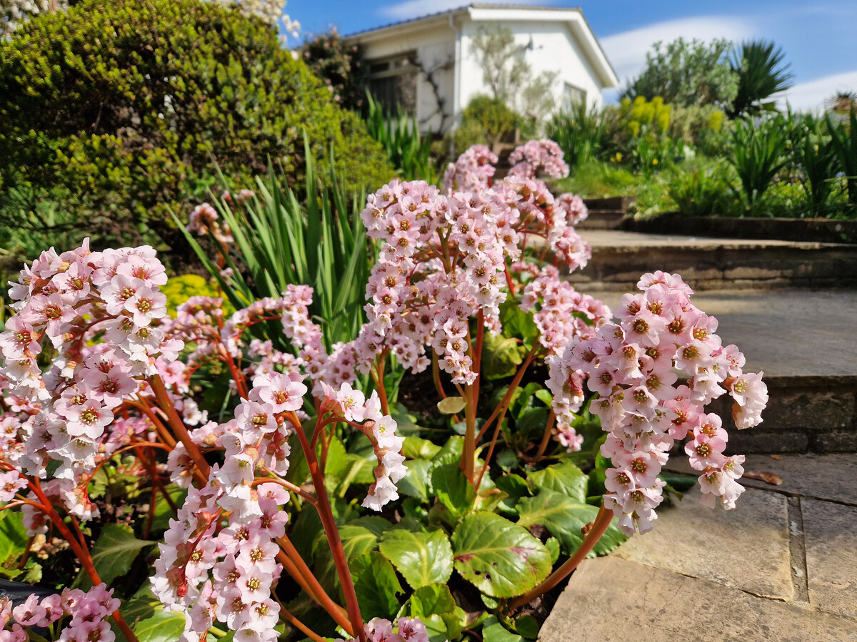 Indispensable Elephants ears, bergenia 