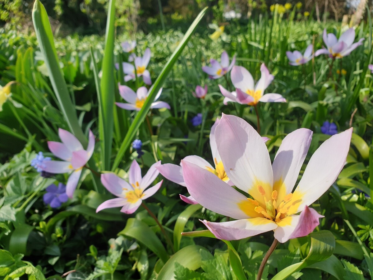 Species tulips and how to grow them