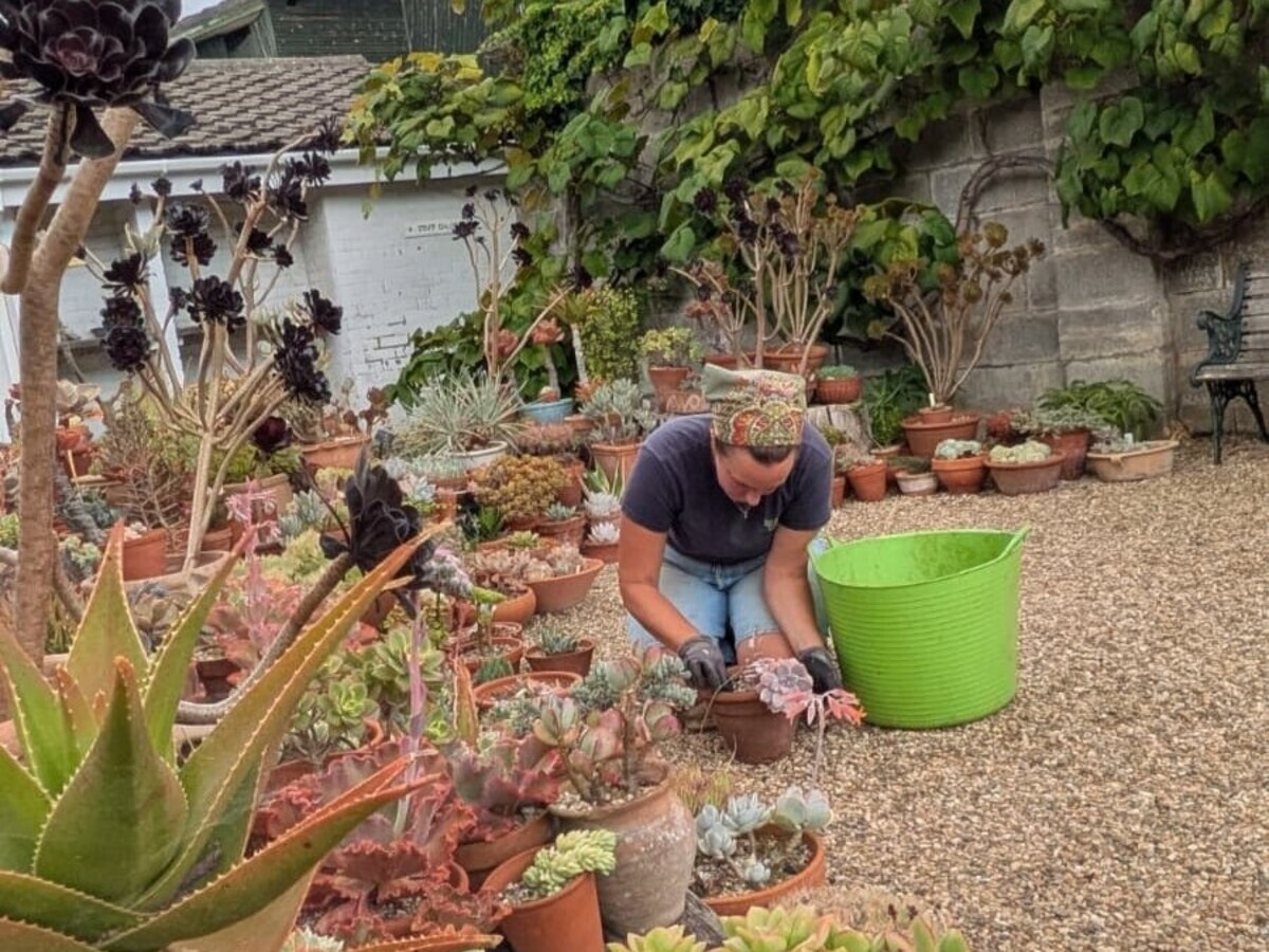Weekly catch up with garden and propagation