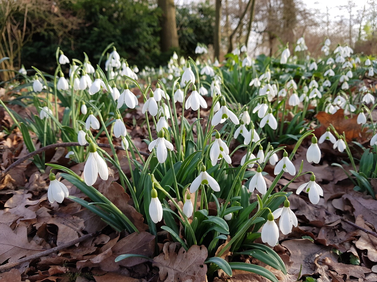 Top10 Early Spring Plants - Beth Chatto's Plants & Gardens