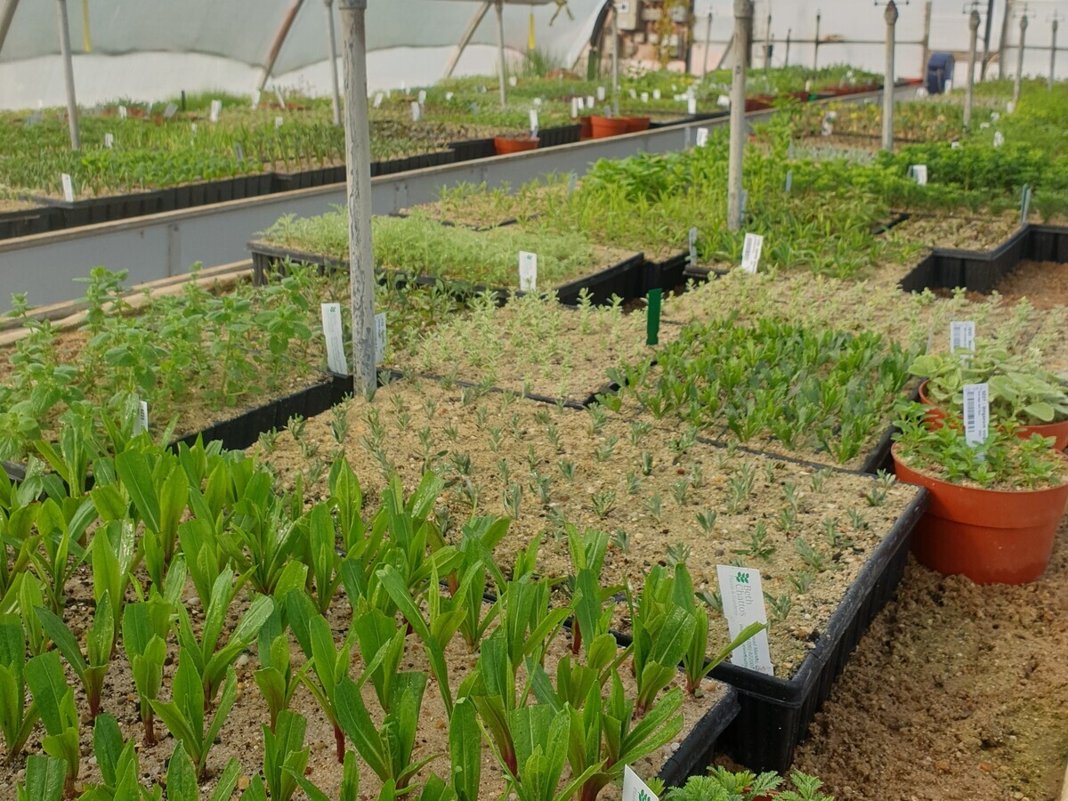 Spring Garden and Nursery News