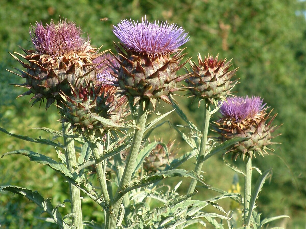 Plant profile - cynara