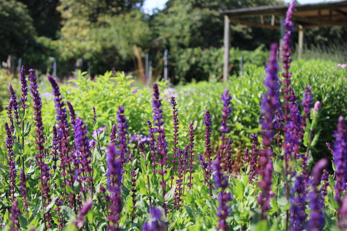 Plant Strategies in the Stock Beds