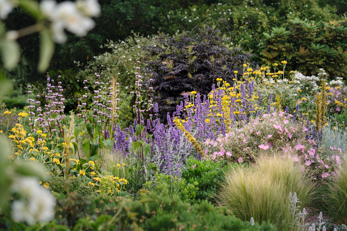 Team Chatto's favourite plants - part 3