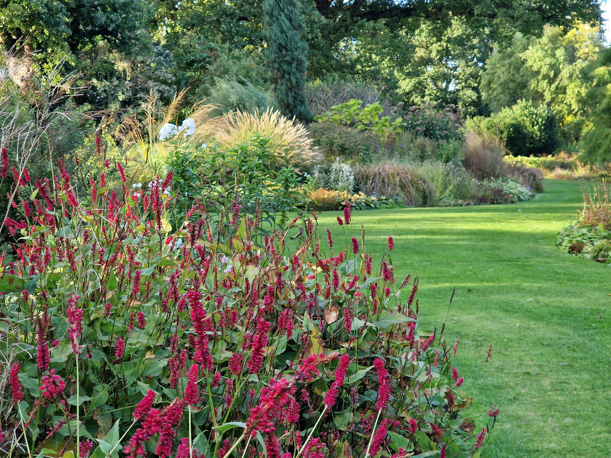 Plant profile - Bistorta amplexicaulis