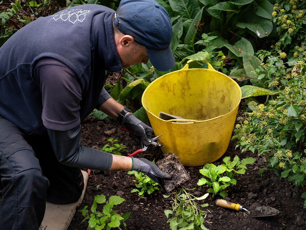 Weekly catch up with garden and propagation