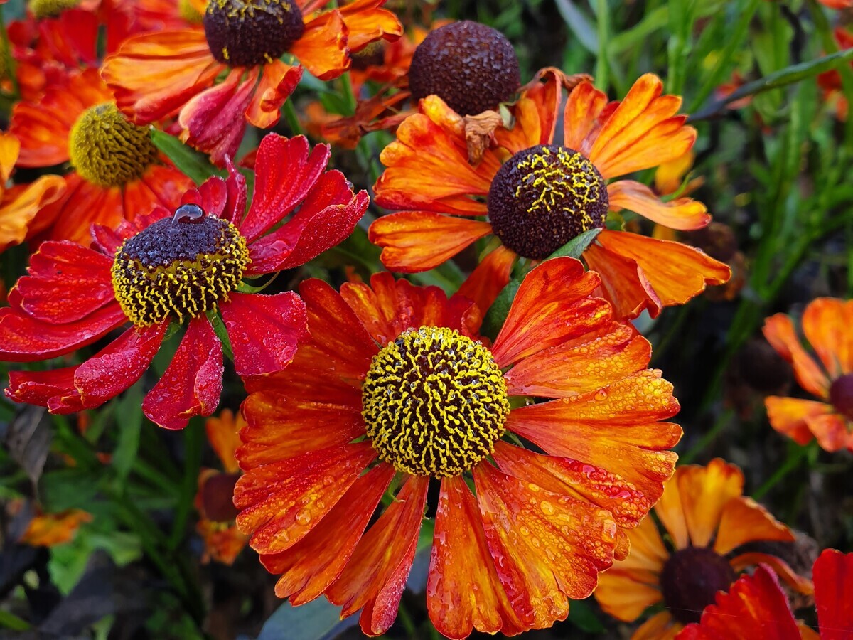 Our favourite perennials for late summer colour