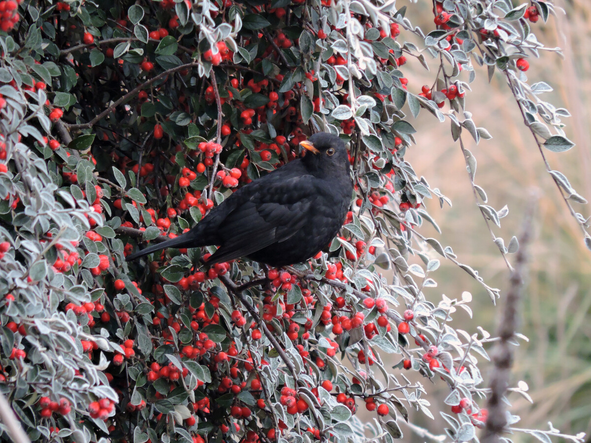 Wild Words from the Ground – Midwinter 2024-2025
