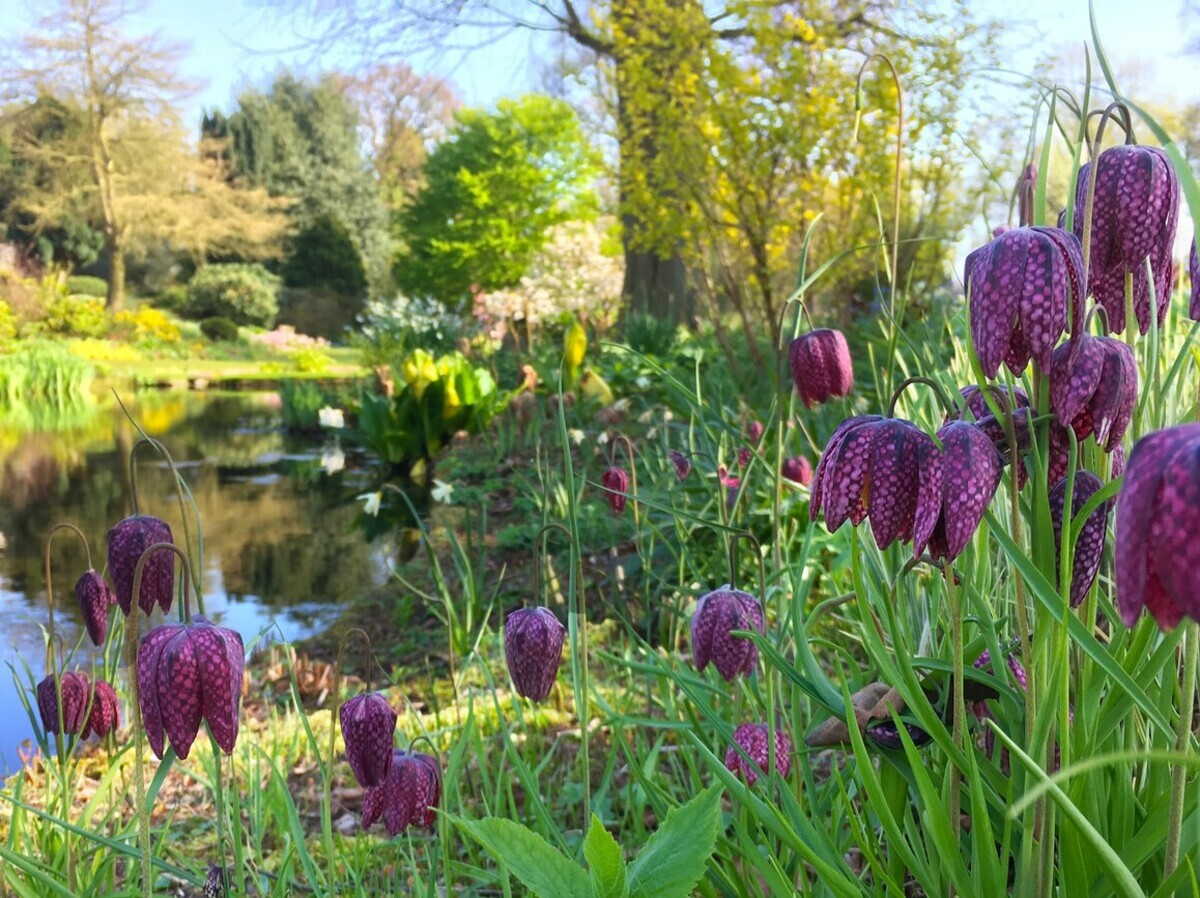 Beth Chatto's must-have spring plants