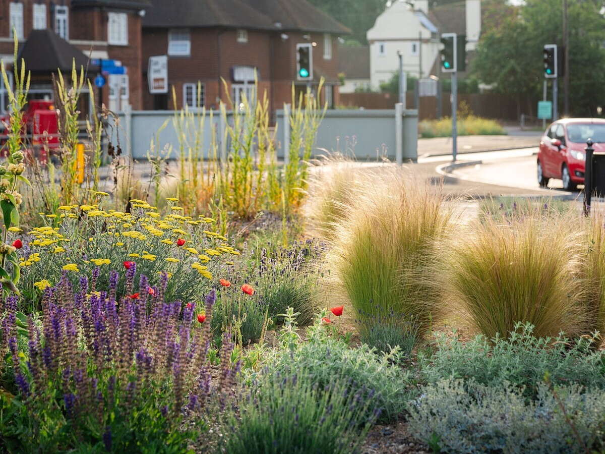 Planting on the Albert roundabout