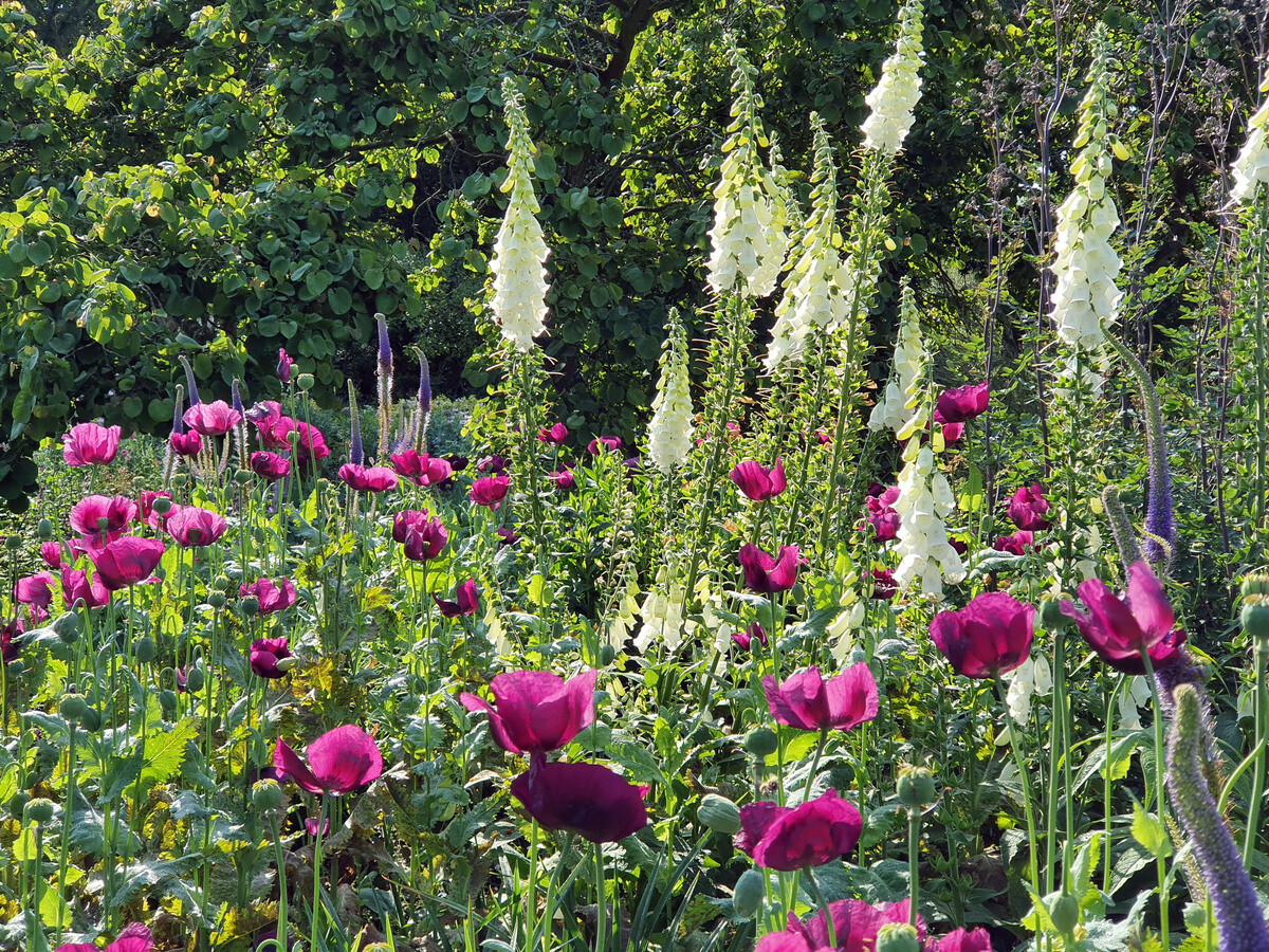 How to use biennial flowers in the garden for a naturalistic look