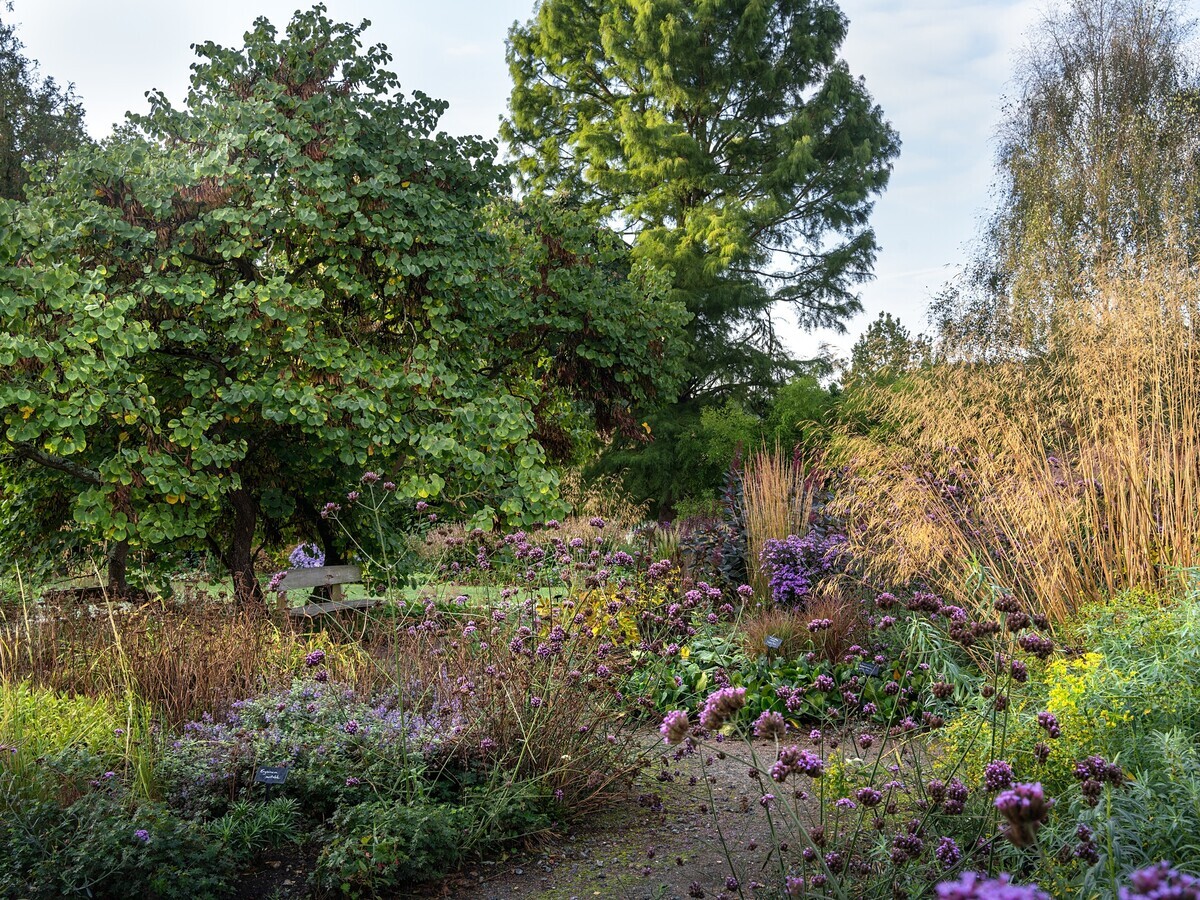 Plants that have stood up to the summer - Reservoir Garden