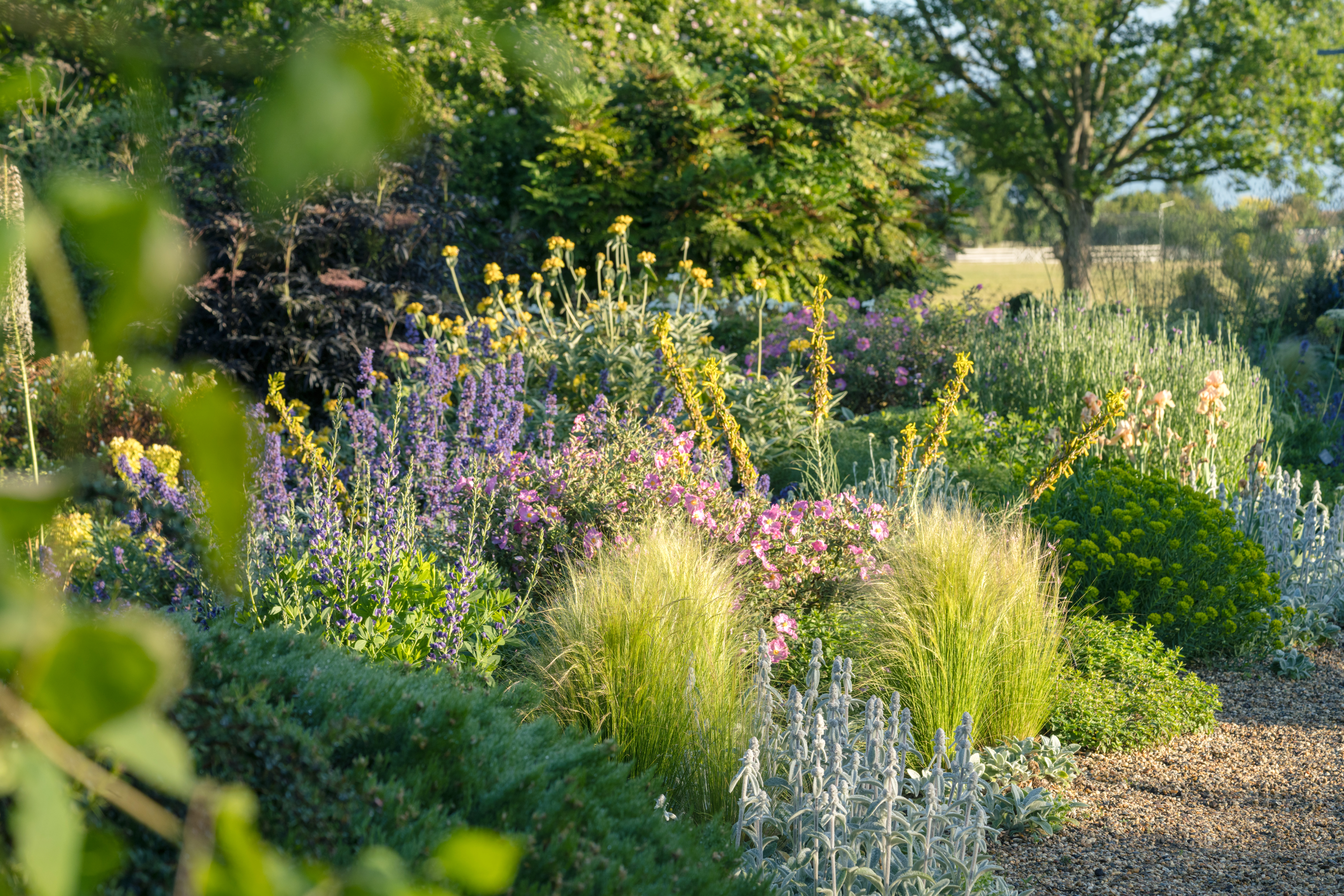 Favourite plants