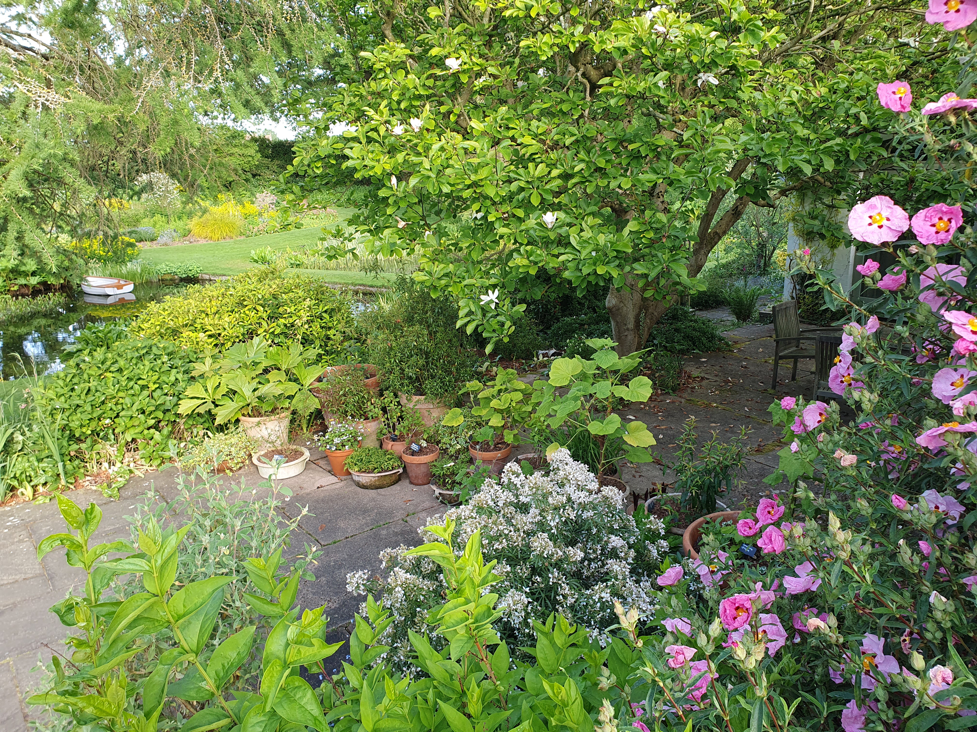 Perennials and tender plants for gorgeous seasonal container displays
