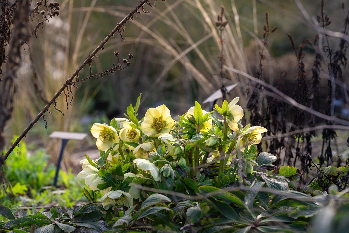 Wild Words from the Ground - February