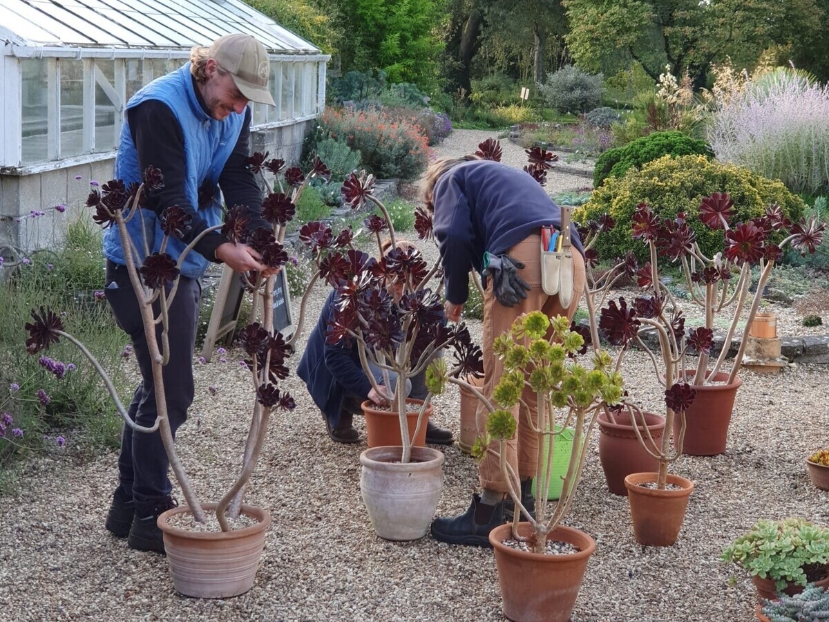 Weekly catch up with garden & propagation