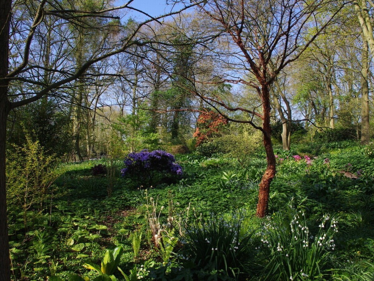 Springtime shade plants in the woodland