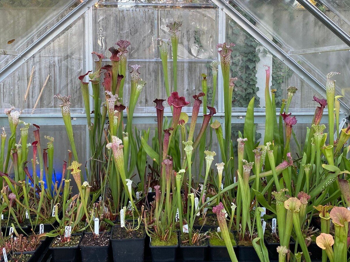 Winter propagation-carnivorous plants