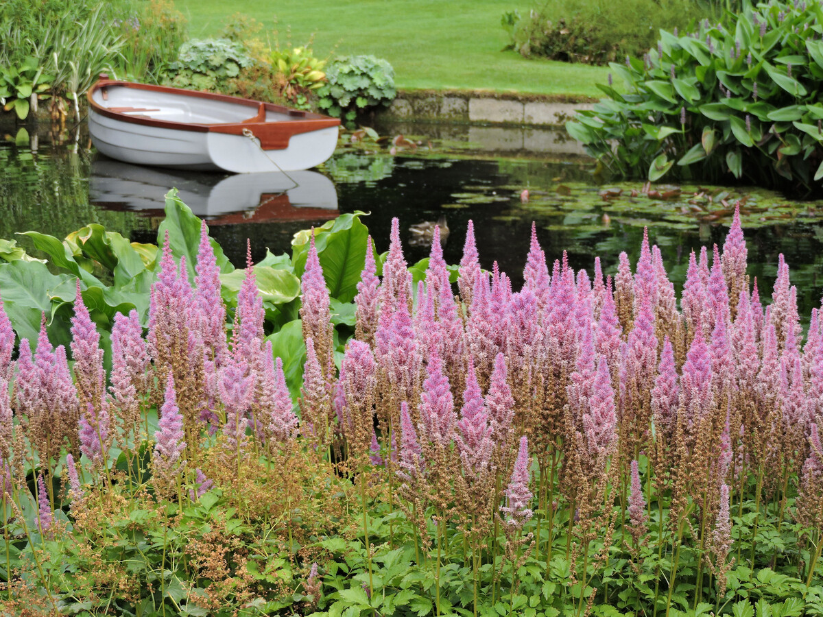 Astilbe - how to grow and care for