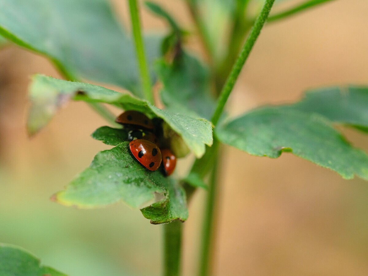 Wild Words from the Ground - November