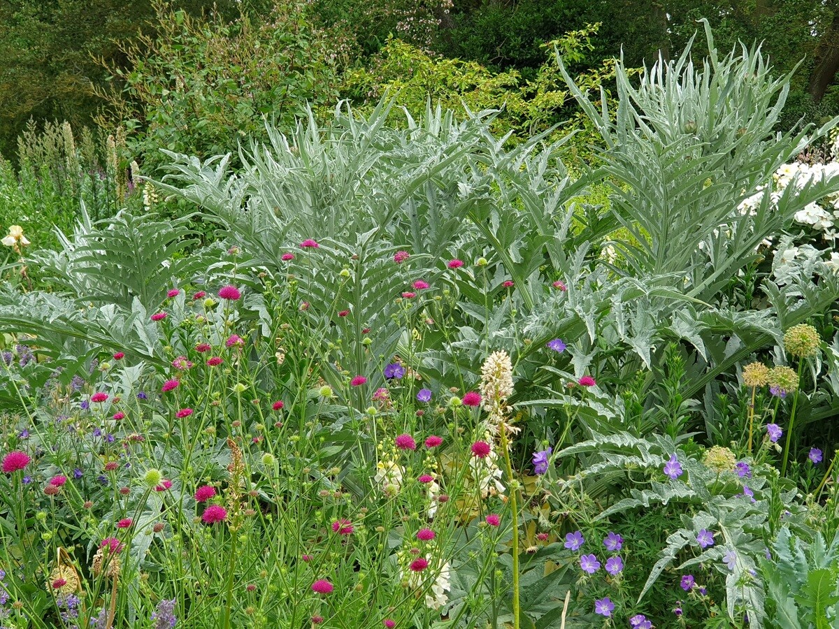 Team Chatto's favourite plants - part 2