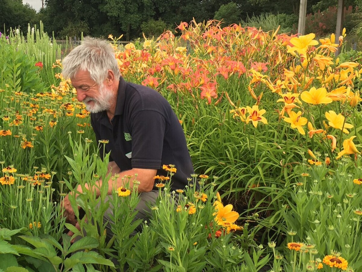 Hemerocallis (Day lily)