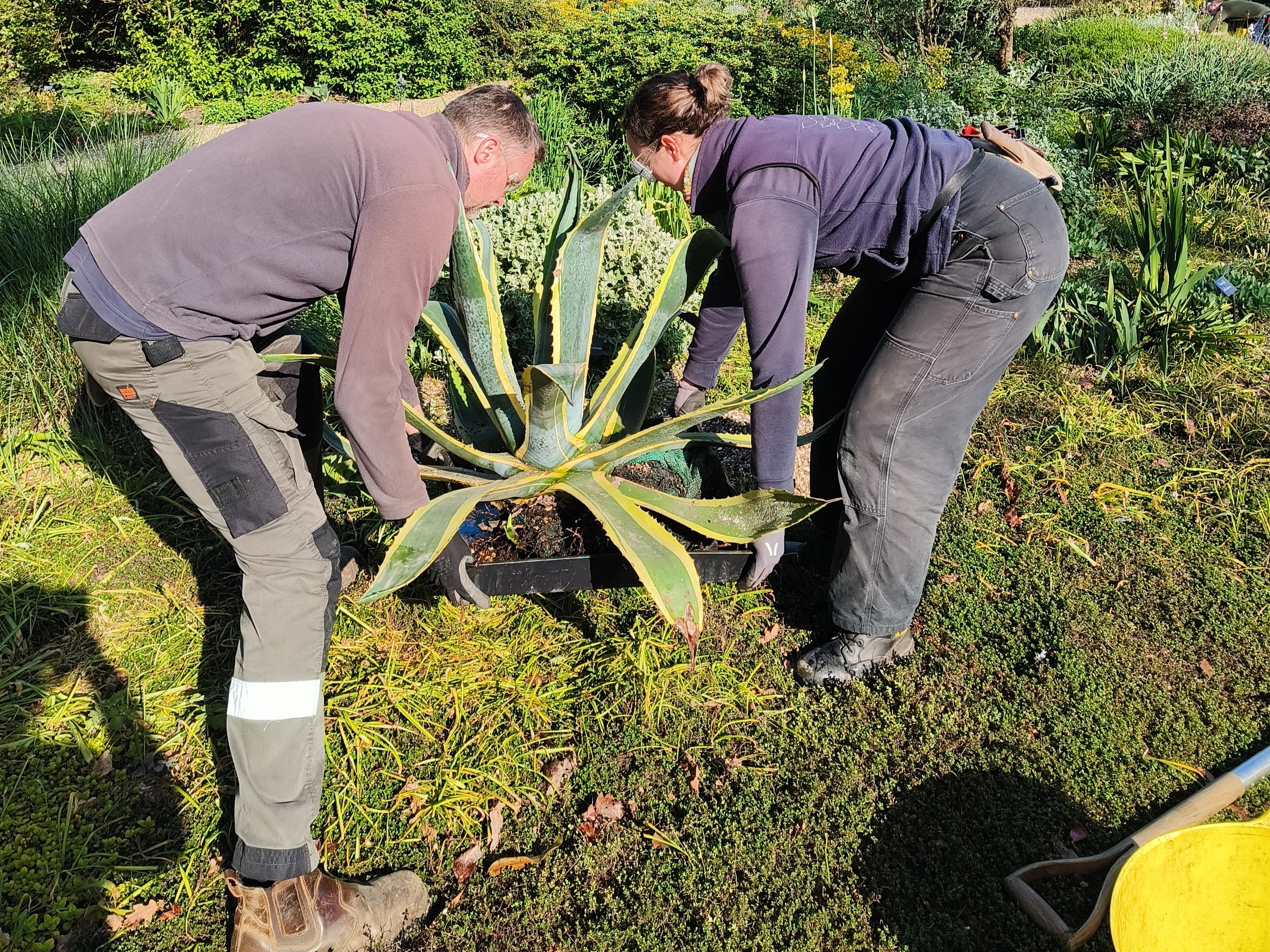 Weekly catch up with garden & propagation